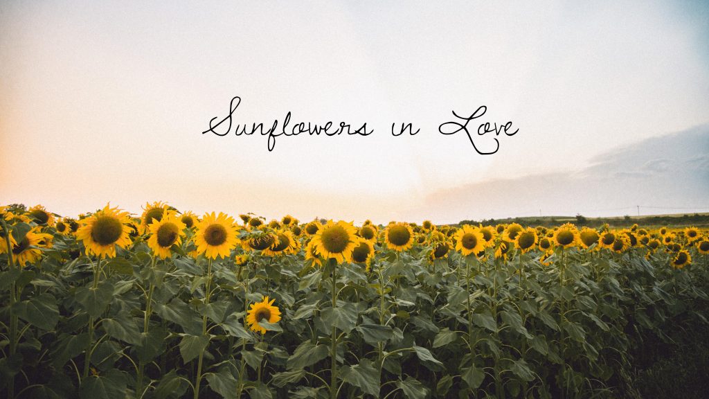 Champ de tournesols au coucher du soleil avec le texte "Sunflowers in Love" calligraphié.